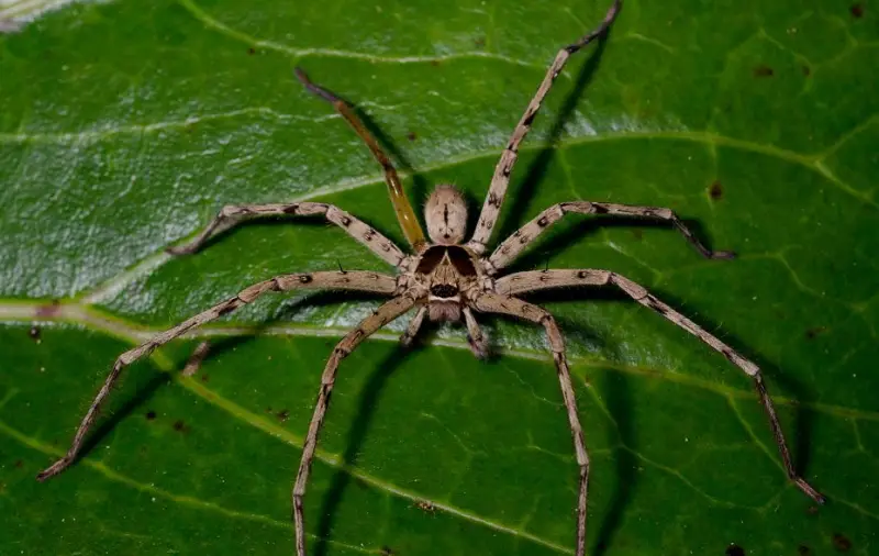 pantropical-huntsman-spider-800x506-1 Brown Spiders in Texas