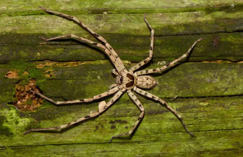 pantropical-huntsman-spider-800x517-1 Spiders in Arkansas
