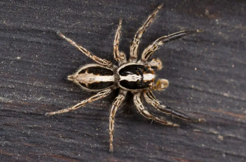 pantropical-jumping-spider-1-800x528-1-1 Spiders in Arkansas