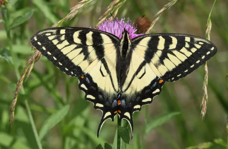 Michigan Butterflies