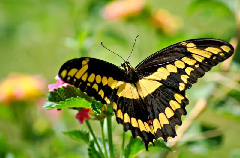 Michigan Butterflies