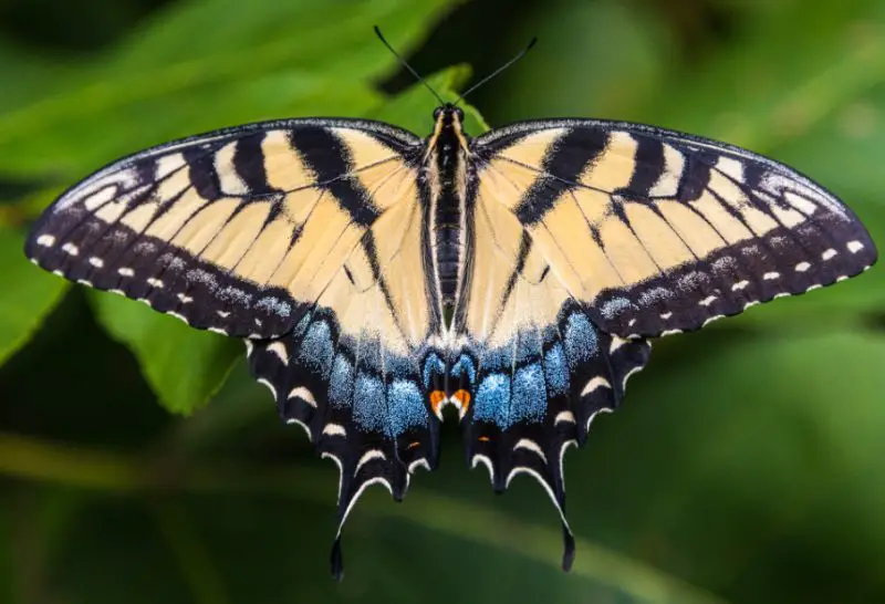 Michigan Butterflies
