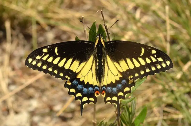 Michigan Butterflies