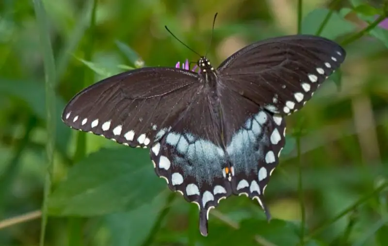 Michigan Butterflies