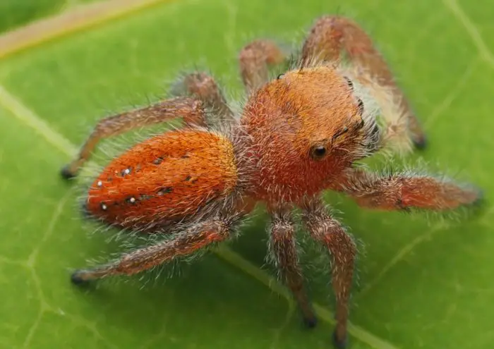 Red Spider California