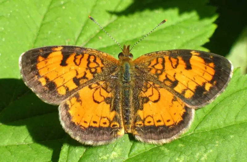 Michigan Butterflies