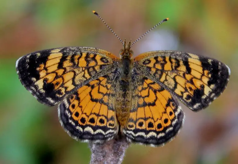 Michigan Butterflies