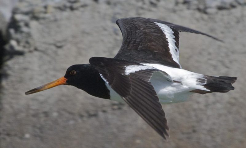 Black Birds with White Stripes on Wings