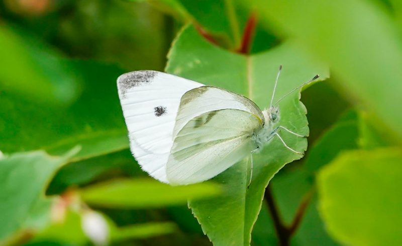 Michigan Butterflies