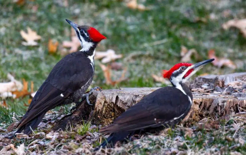 Types of Woodpeckers