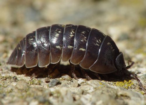 Pillbugs (Armadillidiidae)