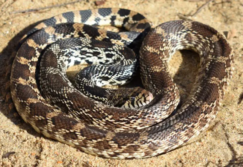 White Snakes With Black Stripes