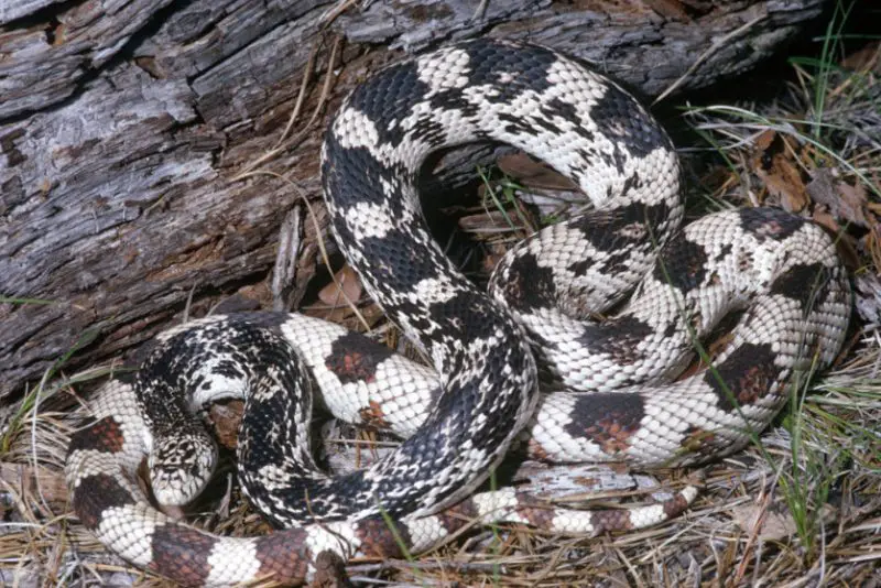 White Snakes With Black Stripes