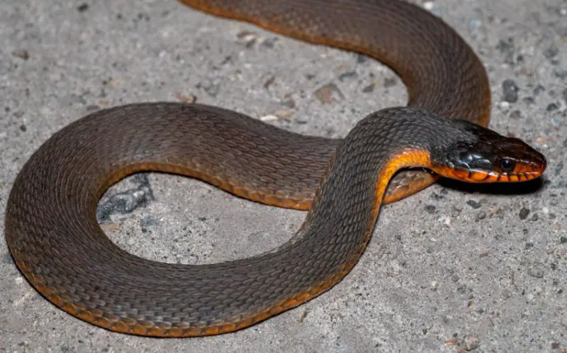 plain-bellied-watersnake-800x498-1 Types of Snakes in Oklahoma