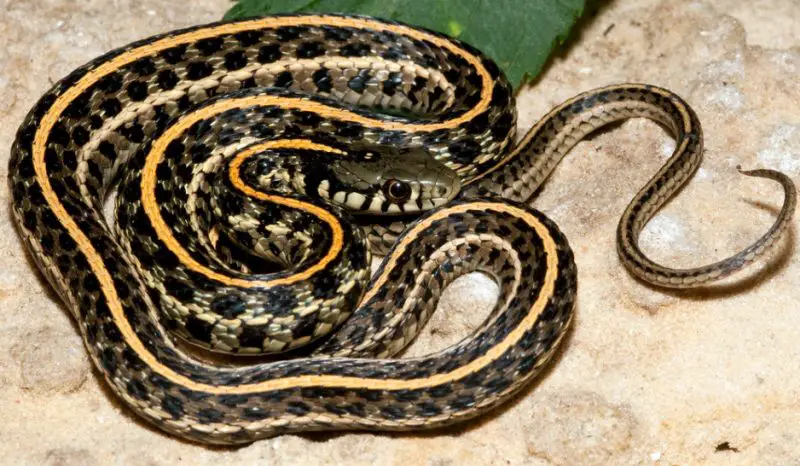 Types of Snakes in Texas