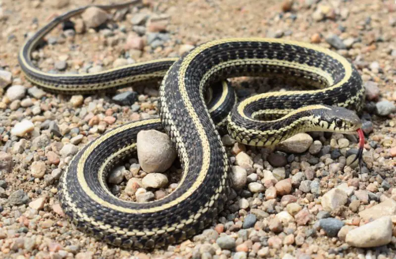 plains-garter-snake-800x523-1-1 Types of Snakes in Oklahoma