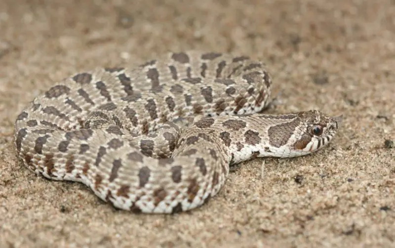 plains-hognose-snake-800x502-1-1 Types of Snakes in Oklahoma