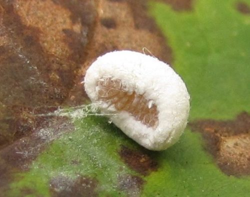 20 Types of White Caterpillars (With Pictures)