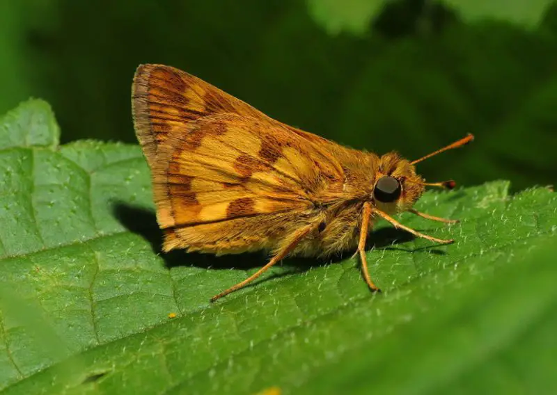 Michigan Butterflies