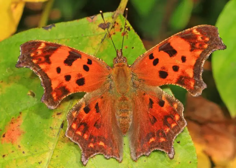 Michigan Butterflies