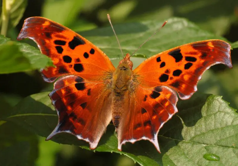 Michigan Butterflies