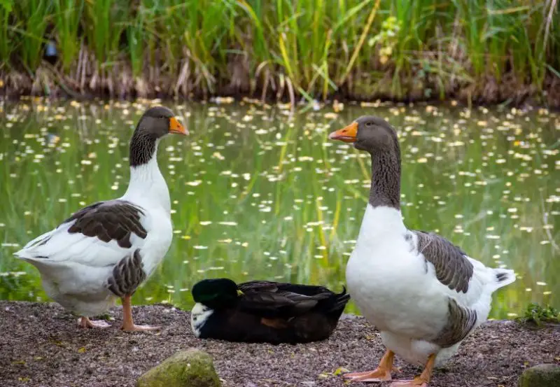 Types of Geese