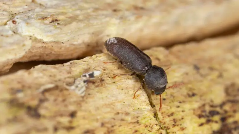 Tiny Black Bugs In House Near Windows