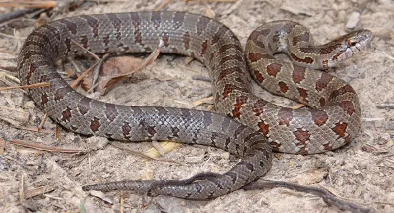 prairie-kingsnake-800x434-1-2 Types of Snakes in Oklahoma