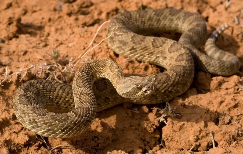 prairie-rattlesnake-800x507-1-2 Types of Snakes in Oklahoma