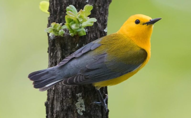 prothonotary-warbler-800x495-1-2 Yellow Birds in Kansas