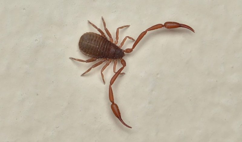 Scorpions in Georgia