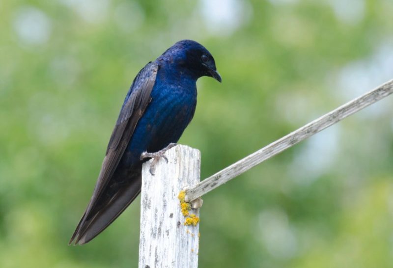 purple-martin-800x546-1-4 Blue Birds in Michigan