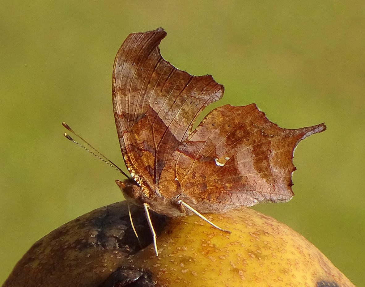Butterflies in New York State
