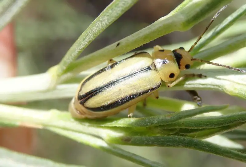 Yellow Beetles with Black Spots