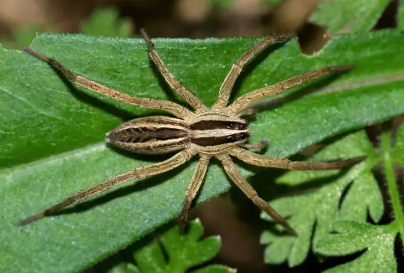 rabid-wolf-spider-800x540-1-1 Brown Spiders in Texas