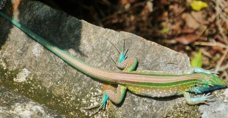 Lizards in Florida