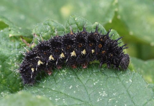 20 Types of Arizona Caterpillars (With Pictures)