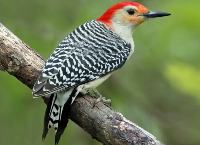 Woodpeckers in West Virginia