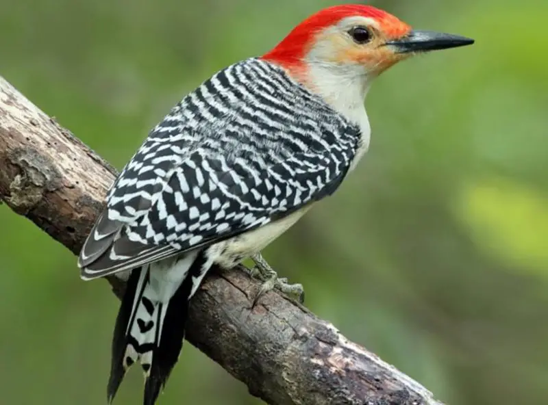 Backyard Birds in Alabama