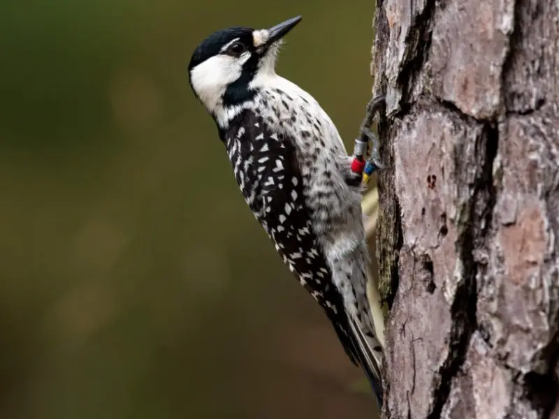 Types of Woodpeckers