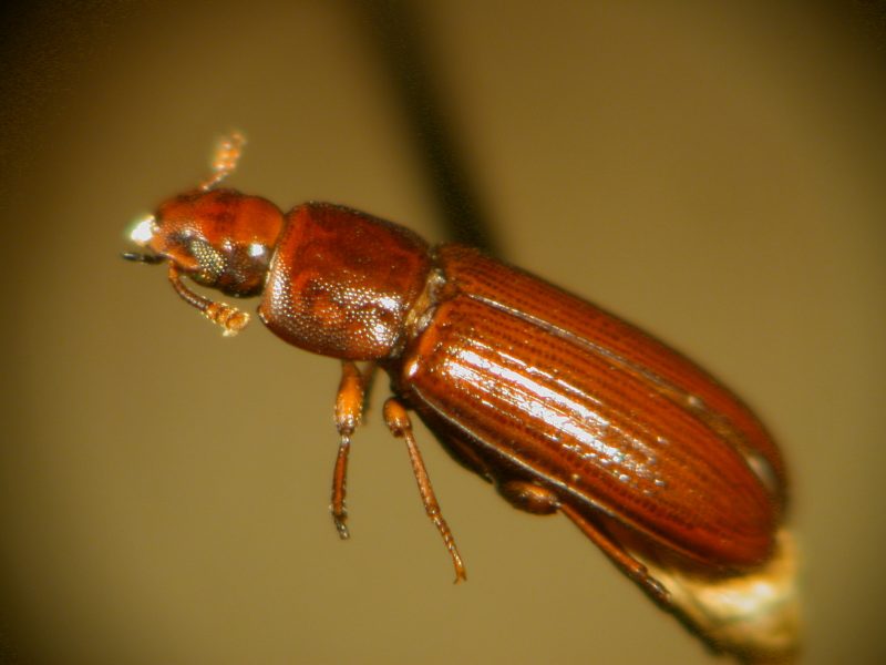 Types of Beetle Insects