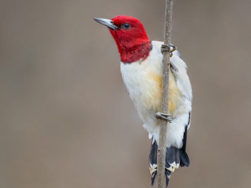 Woodpeckers in West Virginia
