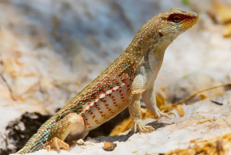 Lizards in Florida