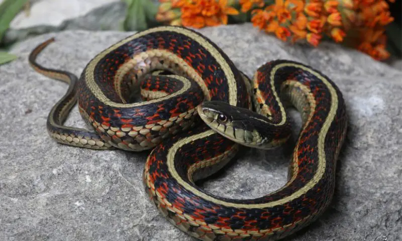 Types of Snakes in Texas