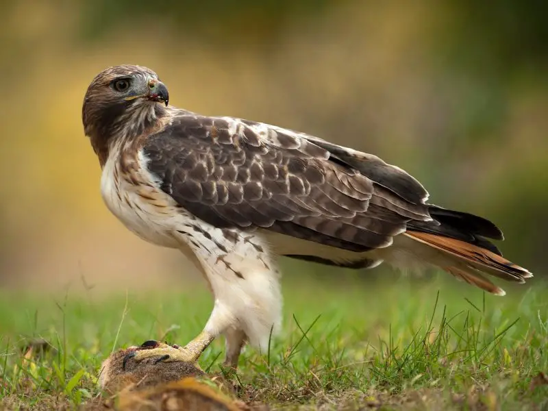 Birds in Virginia