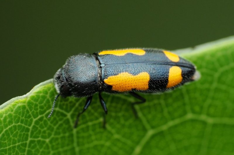 Yellow Beetles with Black Spots