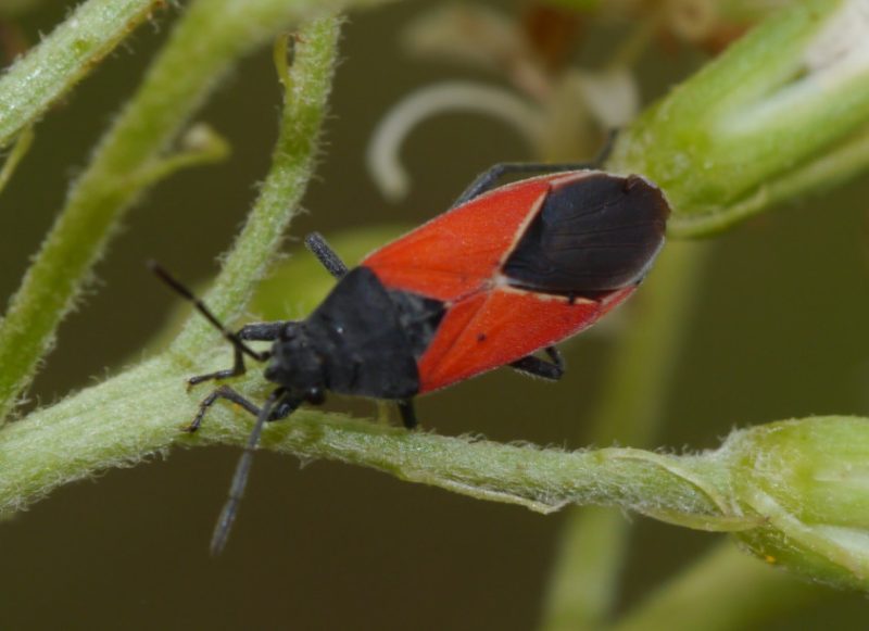 Black and Orange Bugs
