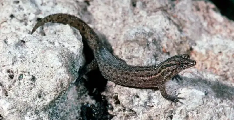 Lizards in Florida