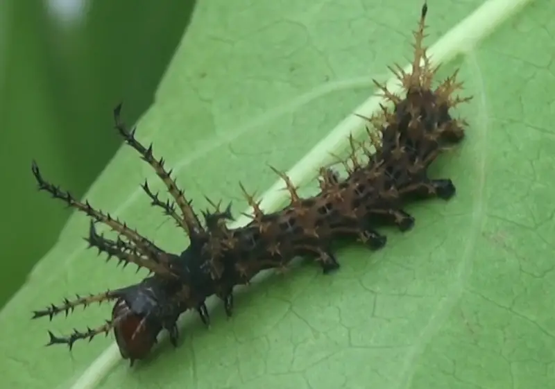 Black caterpillars with spikes
