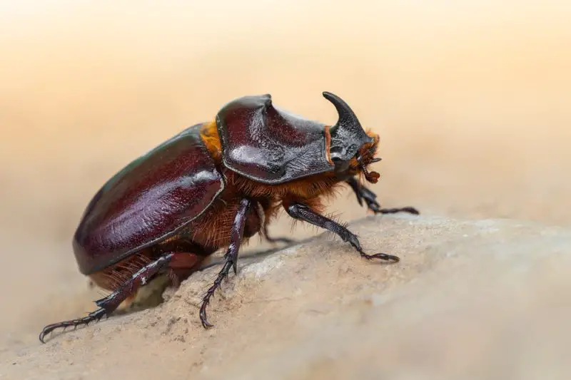 Types of Beetle Insects